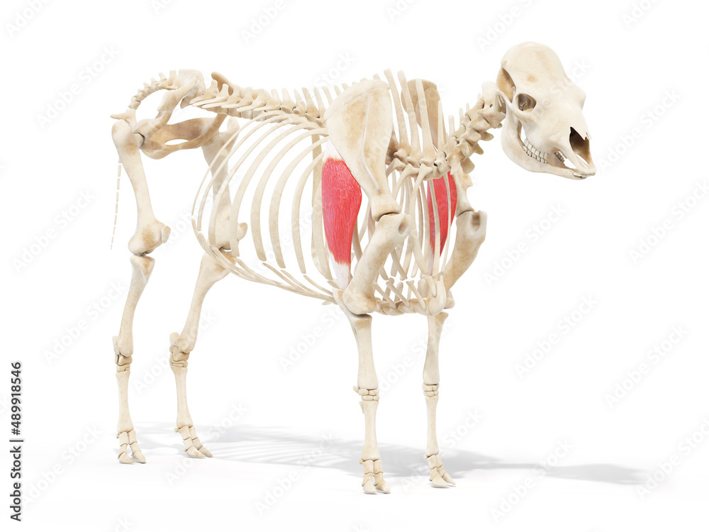 3d rendered anatomy illustration of the cows muscles the triceps long