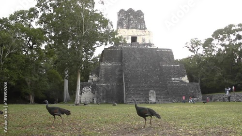 ruins of tikal and peacocks