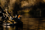 Side view of common mergansers on driftwood