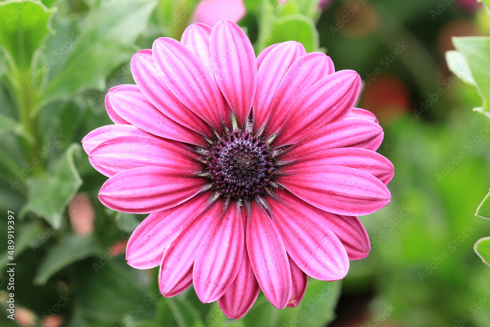 Blue-eyed Daisy(African Daisy,Cape Daisy,Spoon Daisy,South African Daisy),close-up of beautiful red with pink daisy flowers blooming in the garden
Blue-eyed Daisy(African Daisy,Cape Daisy,Spoon Daisy,South African Daisy),close-up of beautiful red with pink daisy flowers blooming in the garden