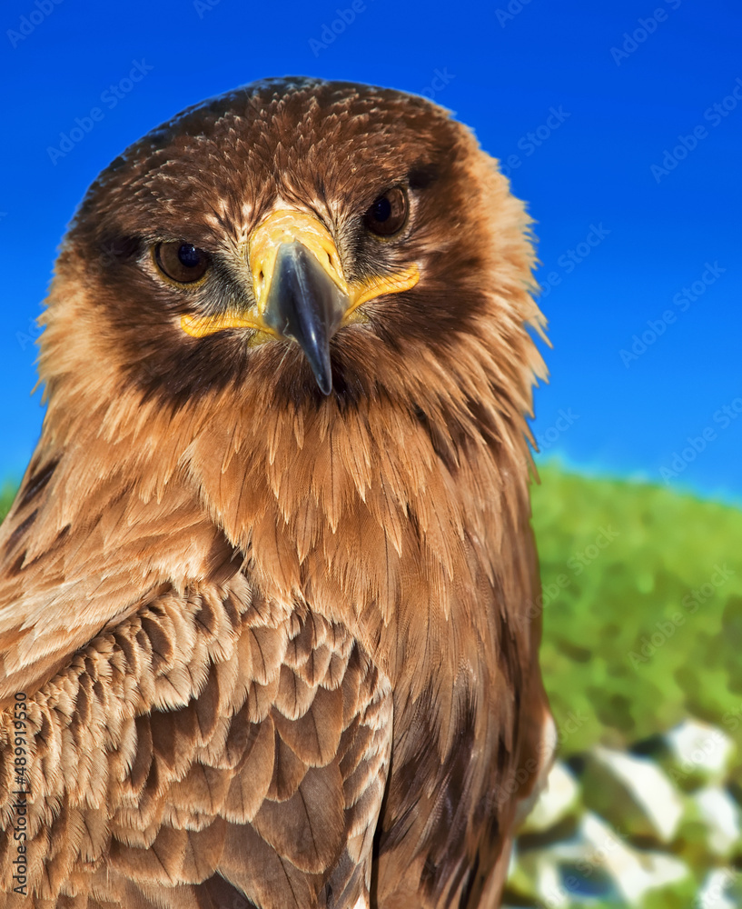 Obraz premium Portrait of a Raptor or Bird of Prey