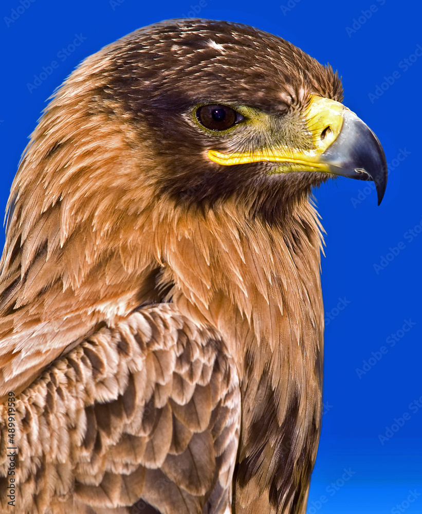 Obraz premium Portrait of a Raptor or Bird of Prey