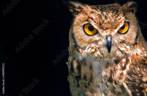 A Horned Eagle Owl Bird of Prey