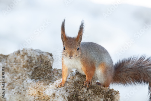 Red squirrel sitting on a tree branch in winter forest and nibbling seeds on snow covered trees background.. © alexbush