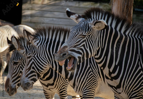 Fototapeta Naklejka Na Ścianę i Meble -  zebras in zoo
