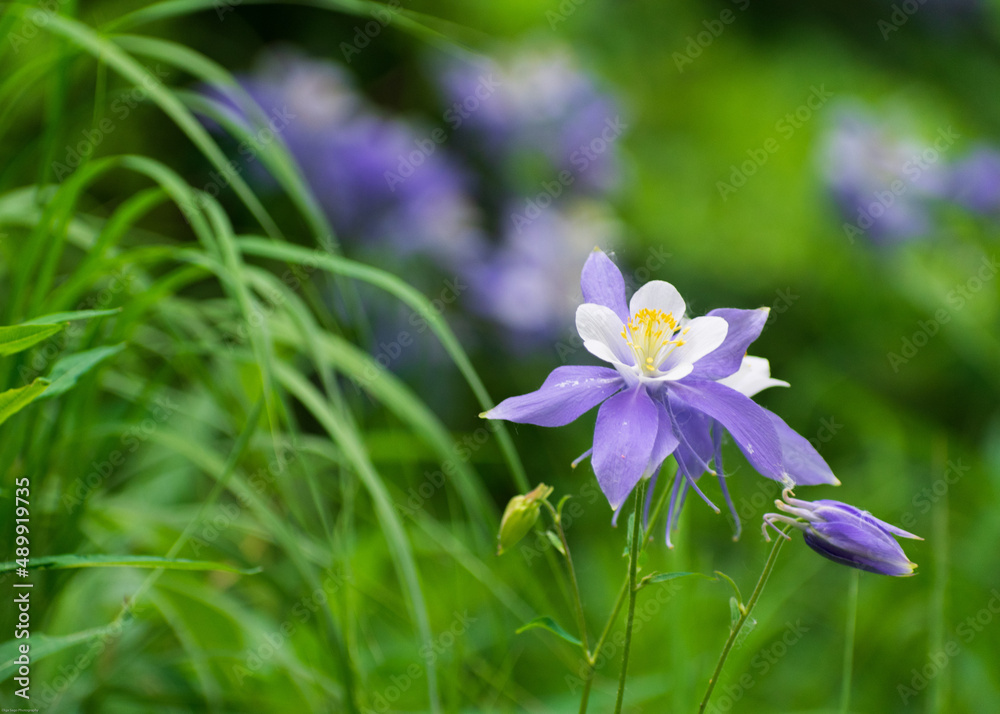 Purple columbine flowers in the forest