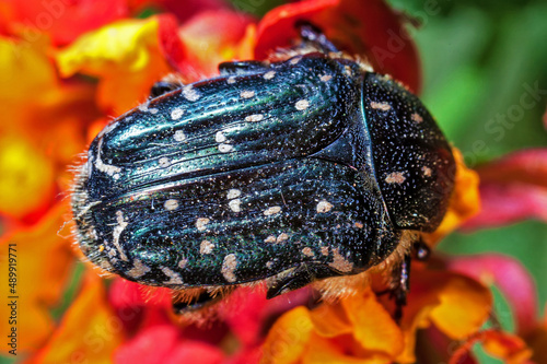 Oxythyrea Funesta or White Spotted Barbary Bug photo