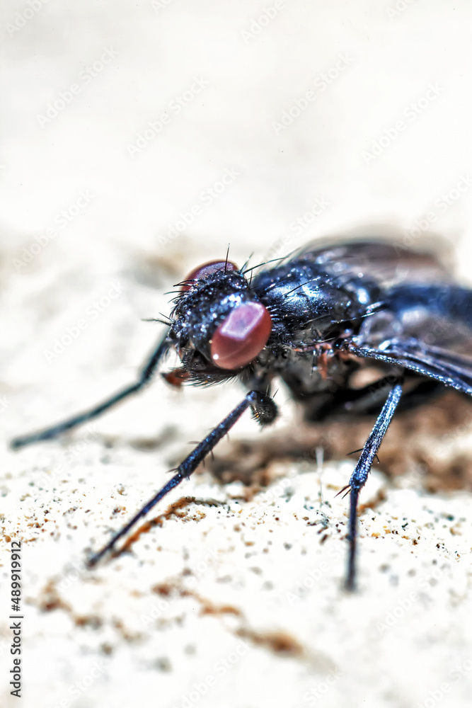 Common House Fly Super Macro Detail