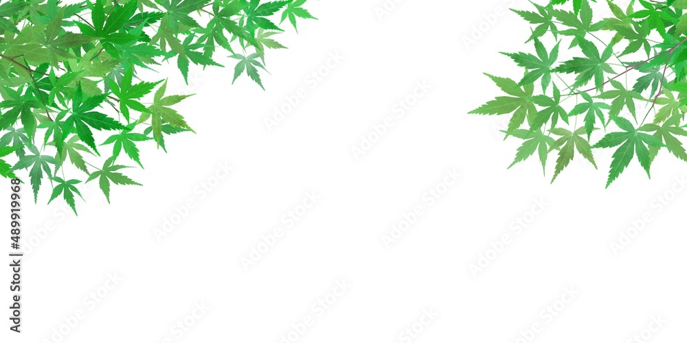 もみじ 新緑 イラスト リアル 背景 Stock Illustration Adobe Stock