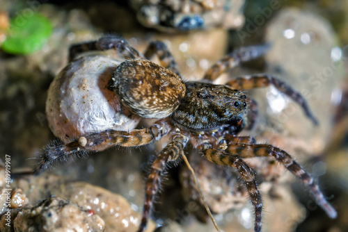 Female Wolf Spider Carries Her Egg Sac