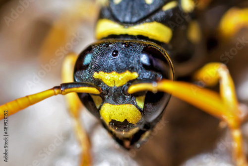 Paper Wasp Queen Builds Her Nest