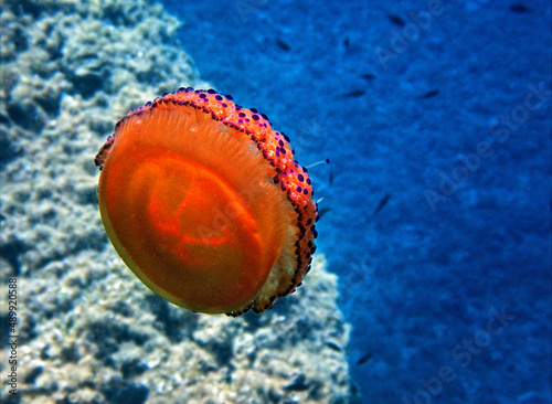 Fried Egg Jellyfish in Marine Underwater Environment