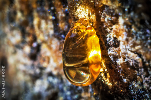 Macro Detail of Tree Sap on a Trunk