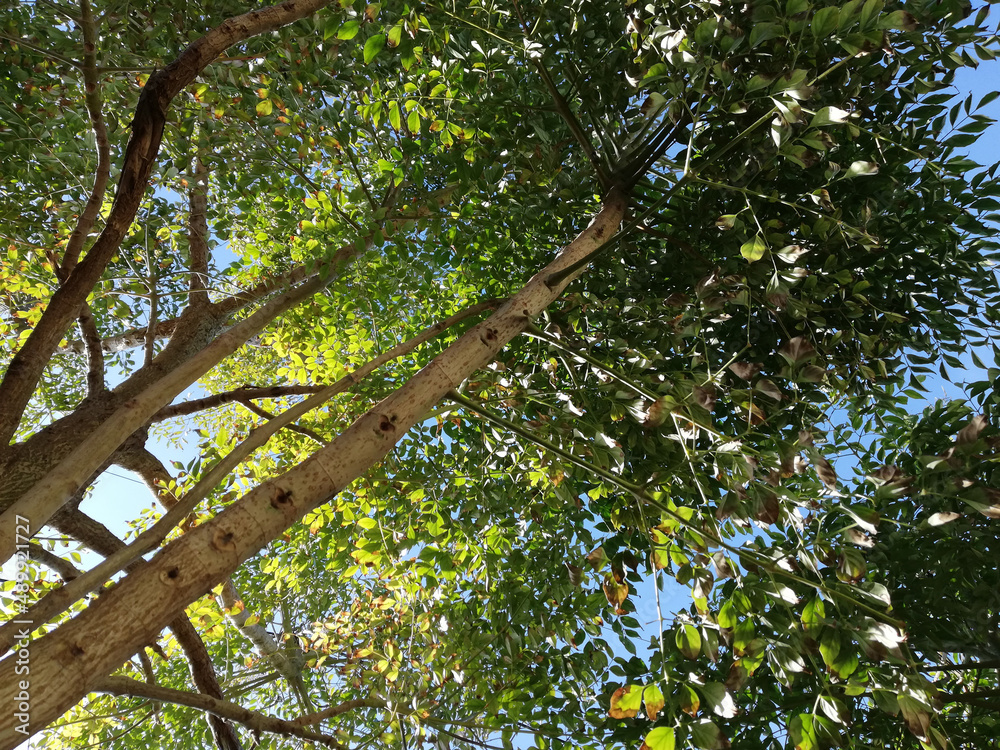 Fototapeta premium Tree background texture (fondo árbol textura)