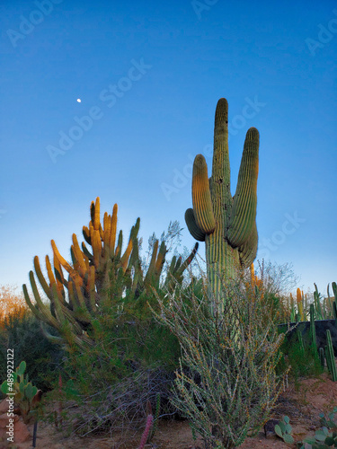 cactus in the desert
