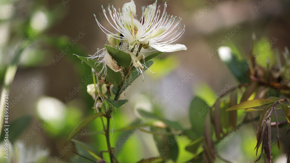 There is a strange white flowering plant. On blurred backgrounds There is a strange white flowering plant. On blurred backgrounds