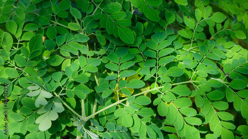 Fresh Green Moringa leaves Medicinal Plant (Moringa oleifera Lamk.) Natural Moringa leaves Green Background. photo