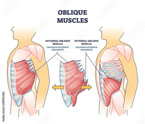 Oblique muscles and human inner skeletal and muscular system outline diagram. Labeled educational external and internal obliquus abdominis parts description vector illustration. Anatomical scheme.
