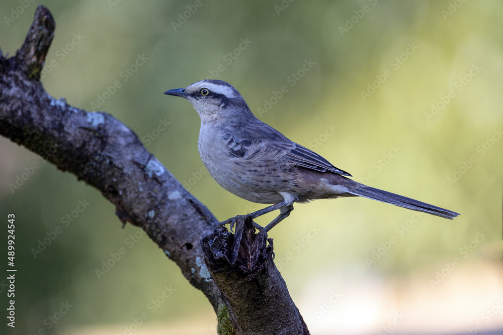 Obraz premium The chalk-browed mockingbird or 