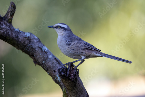 The chalk-browed mockingbird or "Sabia-do-campo" perched on a tree. It's a typical bird from the south-central region of Brazil. Species Mimus saturninus. Birdwathching. Birding.
