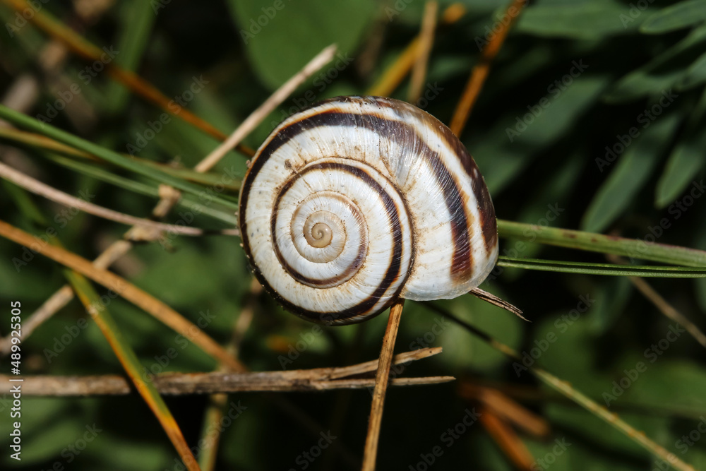 Bänderschnecke mit braunen Bändern an einen Blatt, Cepaea hortensis Bänderschnecke mit braunen Bändern an einen Blatt, Cepaea hortensis