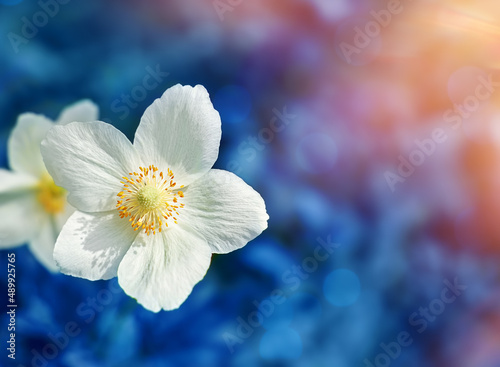 White flowers on blue background. Copy space, selective focus.