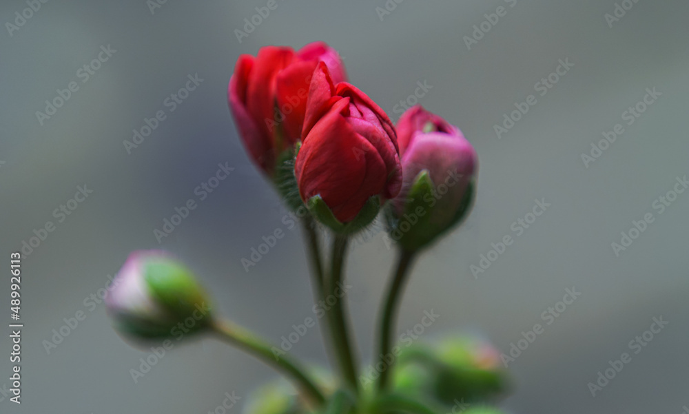 Fototapeta premium Geranium flower buds