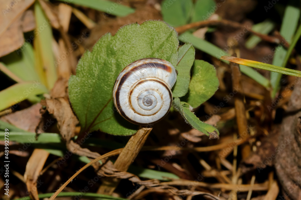 Bänderschnecke mit braunen Bändern an einen Blatt, Cepaea hortensis Bänderschnecke mit braunen Bändern an einen Blatt, Cepaea hortensis