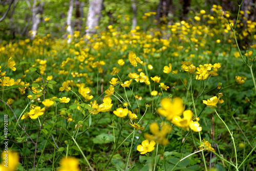 A meadow of blooming buttercups