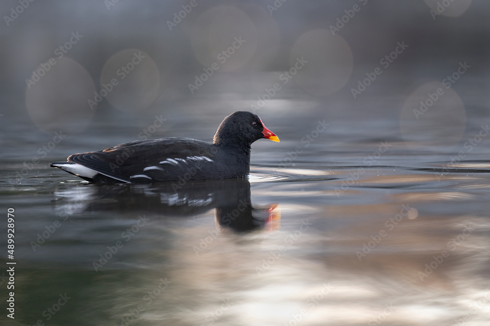 Ducks swim on a pond at sunset. Ducks swim on a pond at sunset.
