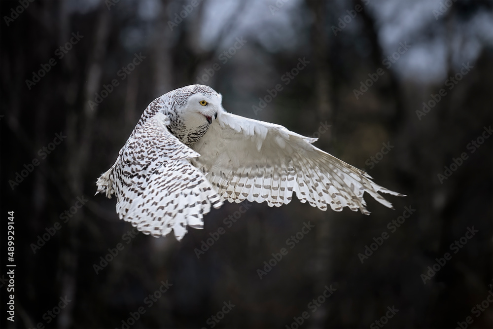 Naklejka premium A snowy owl flies in the woods among the trees.