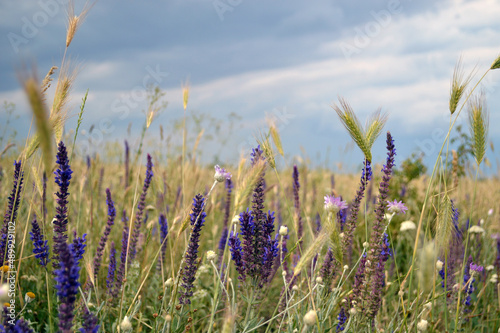 Violet flowers in the field © Anastasiia
