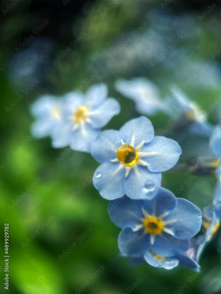 Macro close up of wildflower with rain water drop in center 