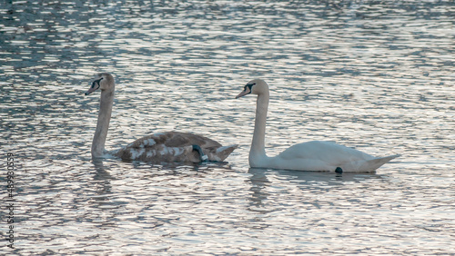 Close-up view of a pair of mute swans on winter city river at sunset. One swan is brown, the second is white.