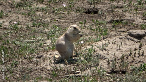 Wallpaper Mural A prairie dog munching on plants in the Theodore Roosevelt National Park Torontodigital.ca