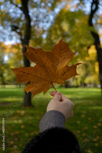 Maple Leaf