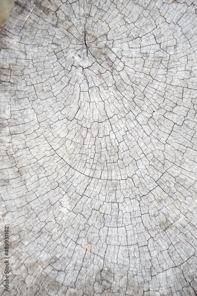 Fototapeta premium Texture pattern of natural old wood surface.