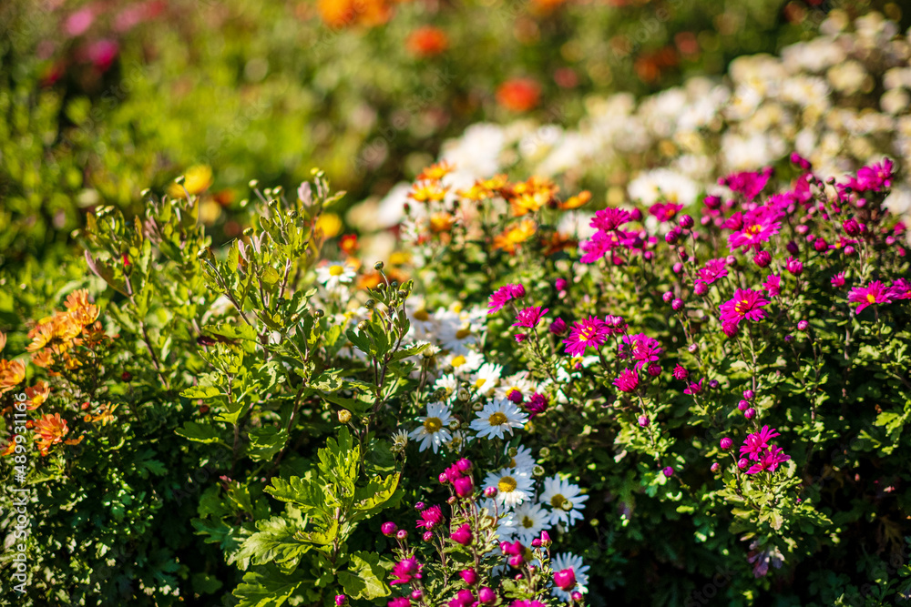 chrysanthemum flowers in the garden