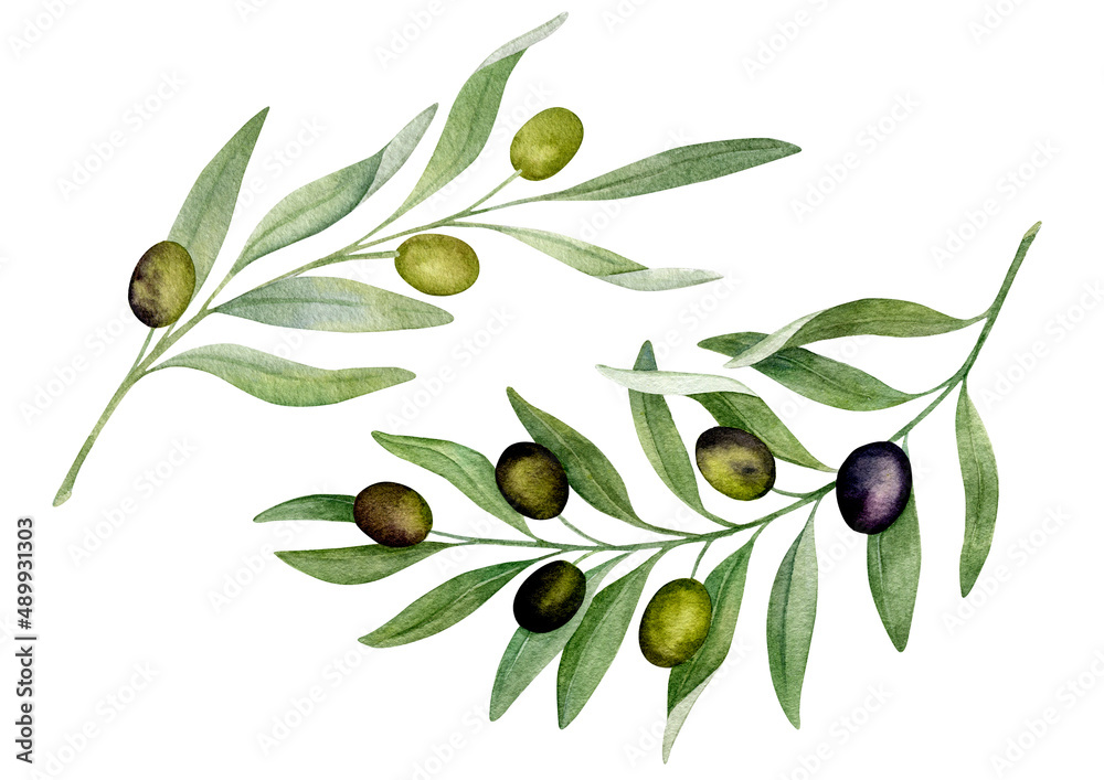 Watercolor hand-drawn illustration olive branches Watercolor hand-drawn illustration olive branches