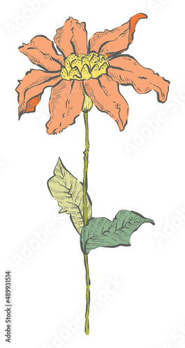 Detailed Hand Drawn Flower - Vector Illustration