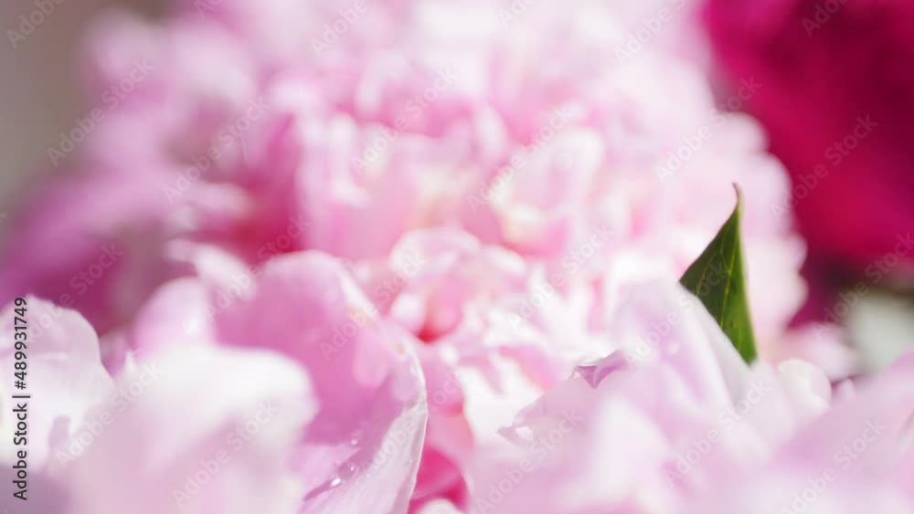 Pink peonies bouquet 4k video. Natural background Pink peonies bouquet 4k video. Natural background