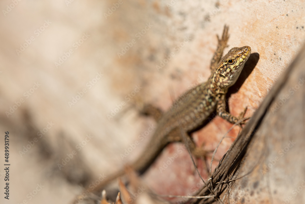 In summer in Italy, a small lizard hangs on a tree trunk and pays attention to its surroundings. There is space for text on the side In summer in Italy, a small lizard hangs on a tree trunk and pays attention to its surroundings. There is space for text on the side