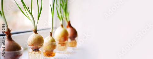 Green onion sprouts growing on window. Home gardening banner concept. Copy space photo