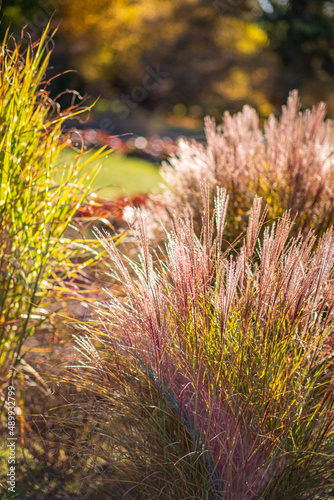 ornamental grasses in the garden