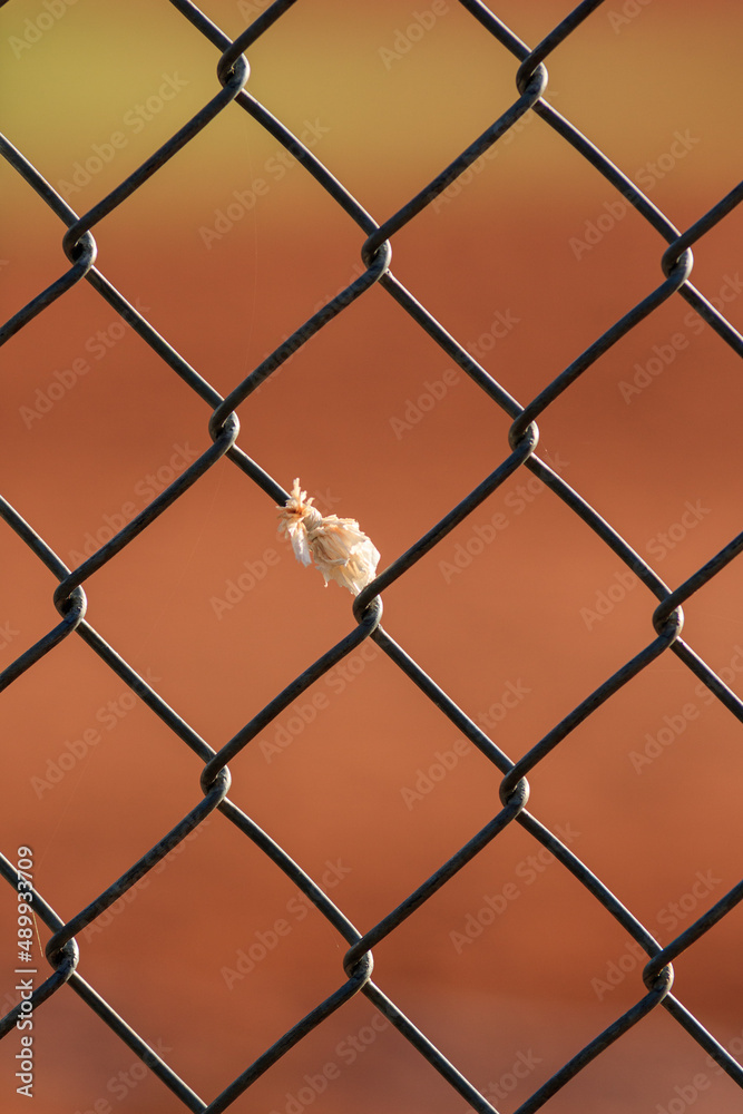 Link fence with solo feather Link fence with solo feather