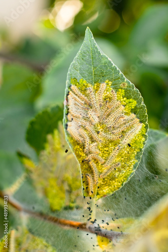 A lot of caterpillars and they eat the leaves of the plant photo