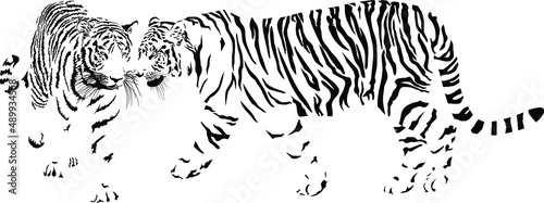 Two tigers  black and white vector