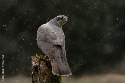  (Accipiter gentilis) on a branch in heavy rain in the forest of Noord Brabant in the Netherlands. 