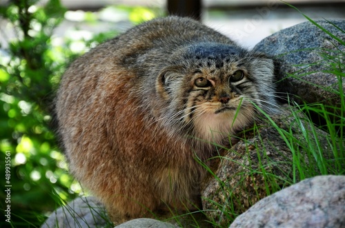 Manul with stones