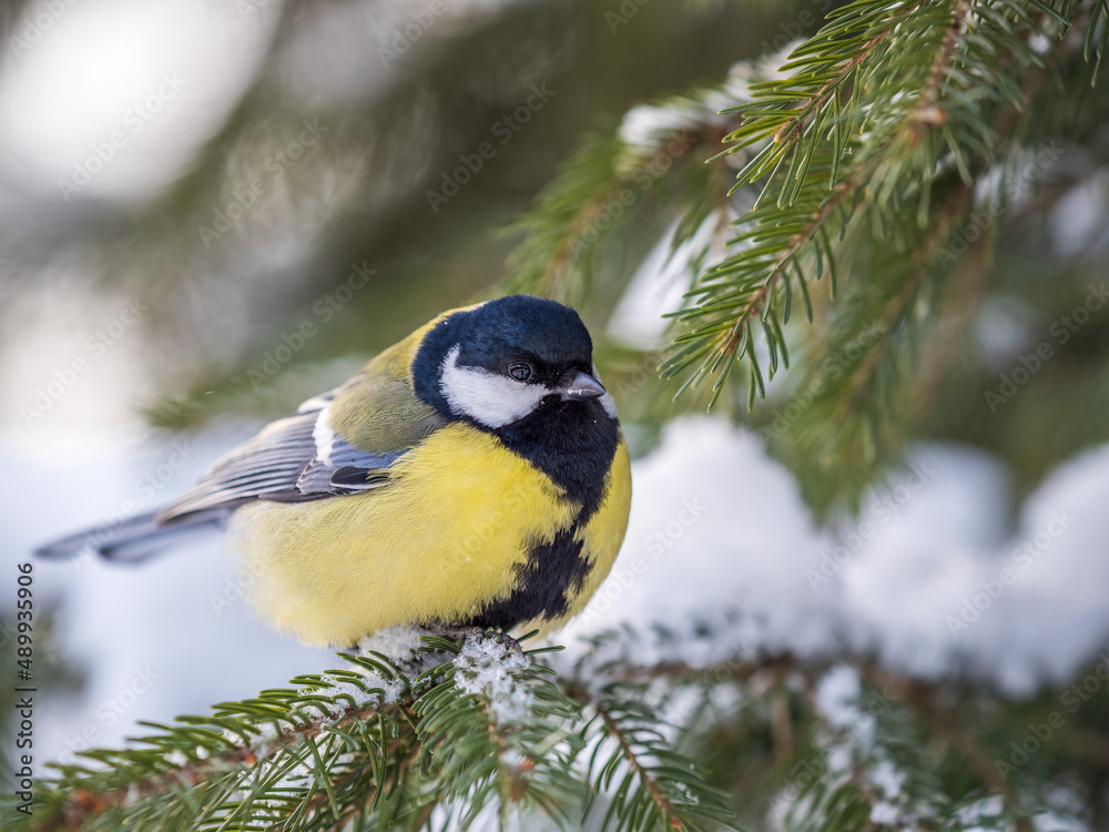 Cute bird Great tit, songbird sitting on the fir branch with snow in winter Cute bird Great tit, songbird sitting on the fir branch with snow in winter